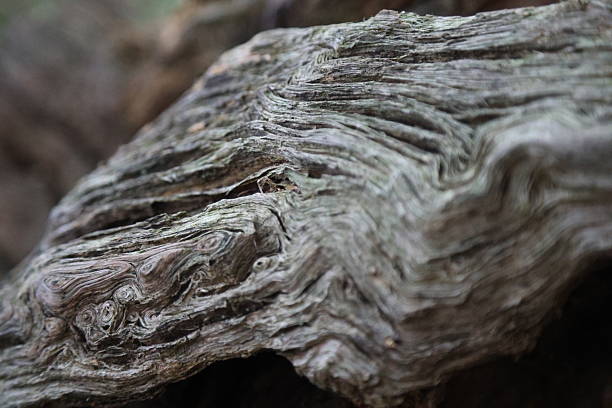 istock Macro photography nature 2237045897