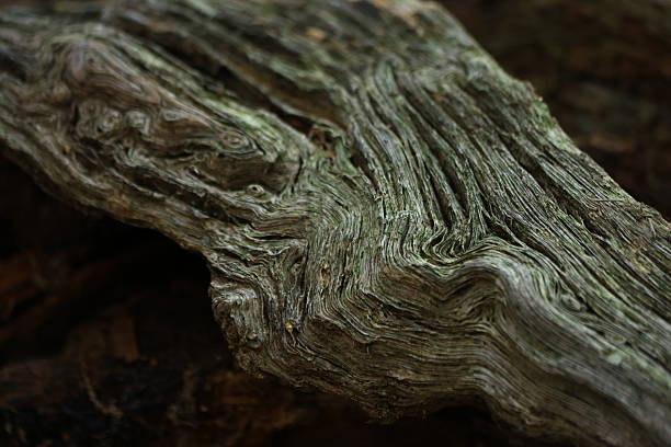 istock Macro photography nature 2237045999