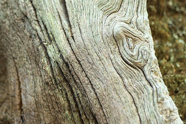 istock Macro photography nature 2237046114