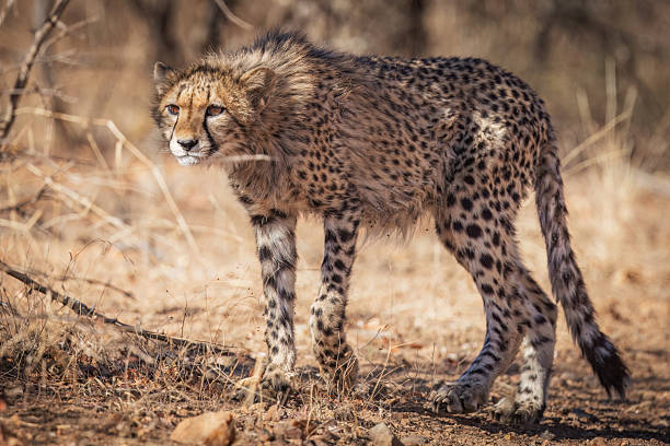 istock Side View of Young Cheetah Standing on Dry Ground 2237046728