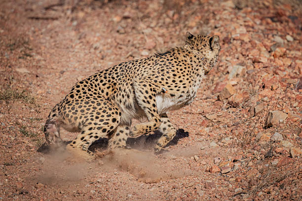 Cheetah, acinonyx jubatus, running