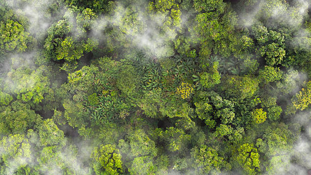 istock Green tree nature background for carbon neutrality and net zero emissions concept. Aerial top view of green trees in forest. Drone view of dense green tree captures CO2. Sustainable green environment. 2237047091
