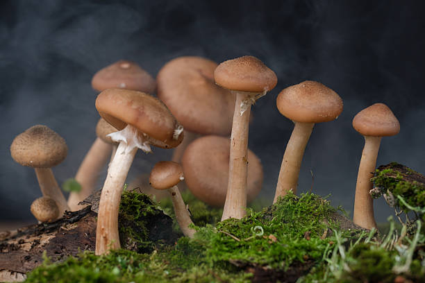 Small honey mushrooms on a black background and fog close-up