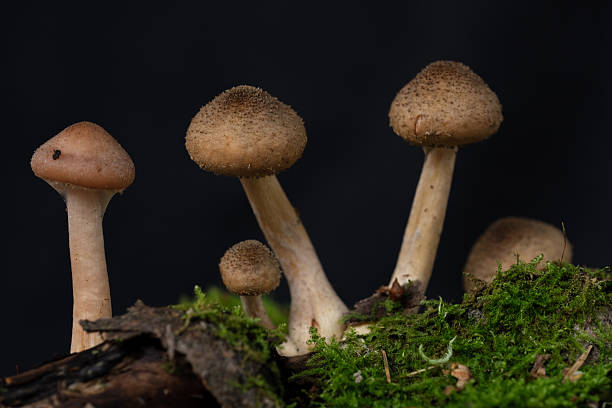 istock honey mushrooms on a black  background 2237048108