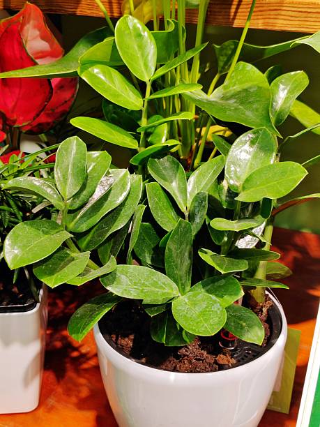 Zamioculcas Zamiifolia