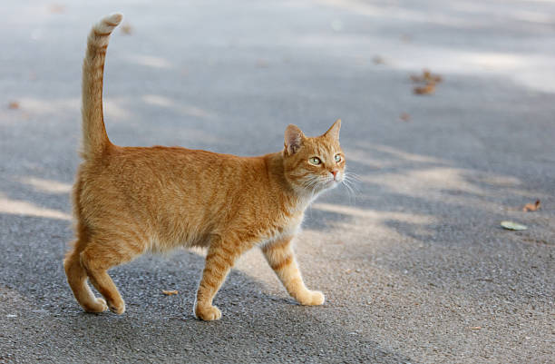 istock A cat with a long tail is walking on a road 2237048786
