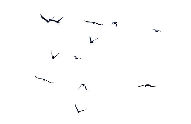 istock Flock of birds in flight isolated on white background 2237049024