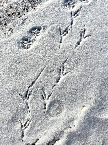 istock A bird's footprints are in the snow 2237049088