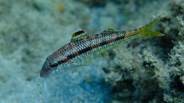 istock Striped red mullet or surmullet (Mullus surmuletus) undersea 2237050040