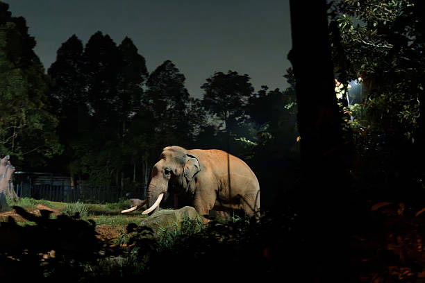 Majestic elephant in a serene nighttime setting