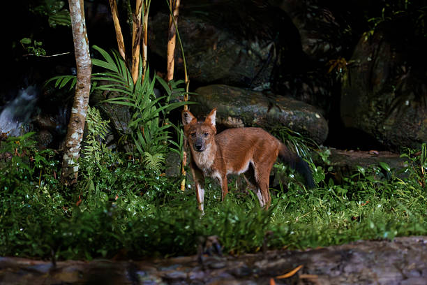 istock Wild animal in a lush forest at night 2237051558