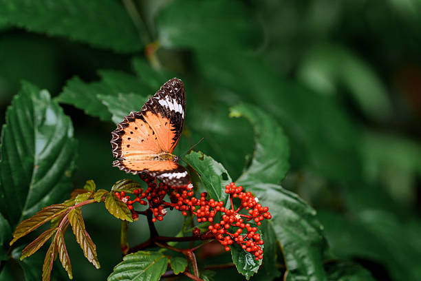 A vibrant orange butterfly perched on red berries surrounded by green foliage