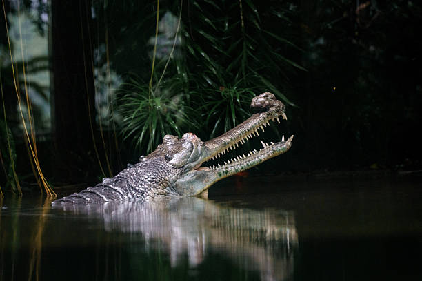 Villahermosa, Mexico - December 23rd, 2024. Warning sign to be aware of crocodiles in the lagoon at El Jicaro Park, in the middle of a residential neighborhood