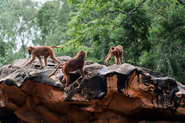 Three monkeys climbing on a rocky surface in a natural setting