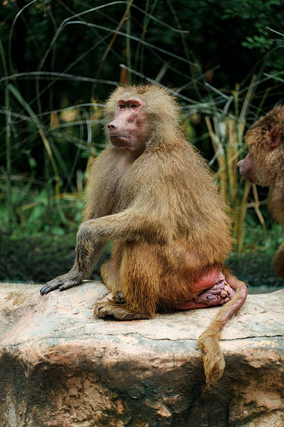 A baboon sitting on a rock, with a natural background of greenery