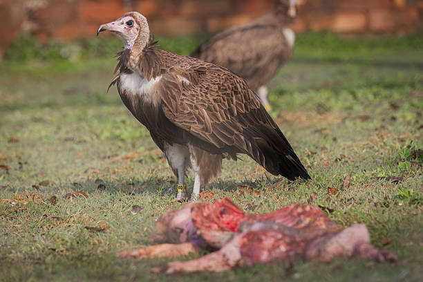Vulture in action
