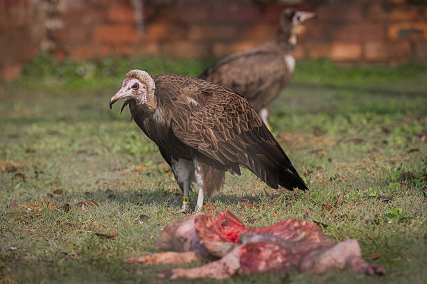 A hooded vulture (Necrosyrtes monachus) stands on grass close to a carcass in the foreground. A second vulture is visible behind it near a brick wall, slightly out of focus. The main bird shows clear detail of the head, wings, and legs. This photo was taken in South Africa.