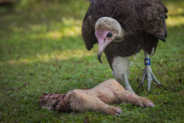 Eurasian Griffon Vulture. The Eurasian griffon vulture is a large Old World vulture in the bird of prey family Accipitridae. Massive tricolored vulture with whitish head and neck, pale brown body, and contrasting dark flight feathers. Juveniles similar but with a pale brown rather than white neck ruff. Nests in colonies on cliff ledges; often seen in loose flocks soaring over valleys and mountainsides but always in search of updrafts and thermals. Still the commonest vulture over much of its breeding range. Some populations are resident while others are highly migratory. Vultures are scavengers that eat carrion, including the remains of mammals, birds, reptiles, amphibians, fish, and invertebrates. They use their sense of smell and sight to find food, and they often eat freshly dead animals. Vultures maintain a social order when feeding, with larger, stronger vultures eating first and smaller vultures waiting for scraps.