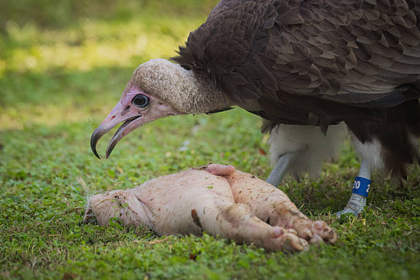 A Hooded Vulture (Necrosyrtes monachus) lowers its head to feed from a carcass lying on grass. The blue leg band marked “20” is clearly visible on the vulture’s leg. This photo was taken in South Africa.