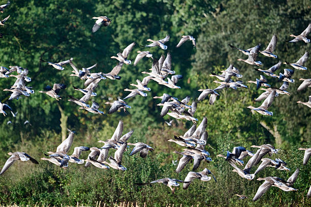 istock flock of geese taking off 2237052948
