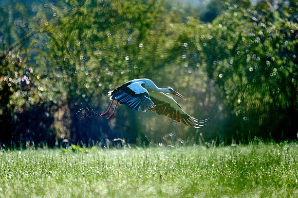 stork taking off with droplets around his feet