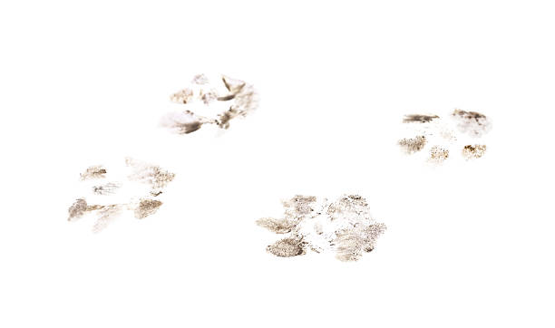 istock Muddy cat paw prints isolated on white background 2237053344