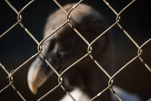 The image shows a vulture (Gyps sp.) behind a chain-link fence, with the bird heavily out of focus. Its pale beak and head shape are visible as blurred forms, while the fence appears sharp in the foreground. This photo was taken in South Africa.