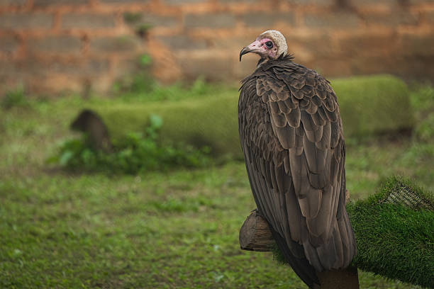 A hooded vulture (Necrosyrtes monachus) stands upright on a grassy area with its wings folded close to its body, showing the layered dark-brown feathers along its back. The bird’s pale head and dark eye are clearly visible as it looks slightly to the side. A blurred brick wall and greenery appear in the background, indicating a controlled or semi-captive environment. This photo was taken in South Africa.