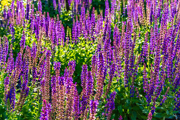 istock Purple sage in bloom, close-up 2237054855