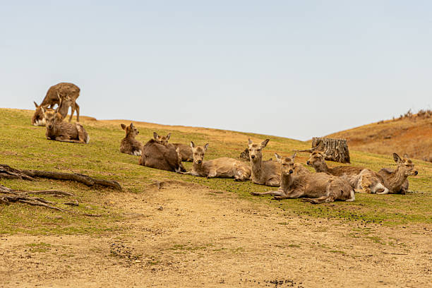 istock A herd of deer at Nara Park resting on the grass 2237055433