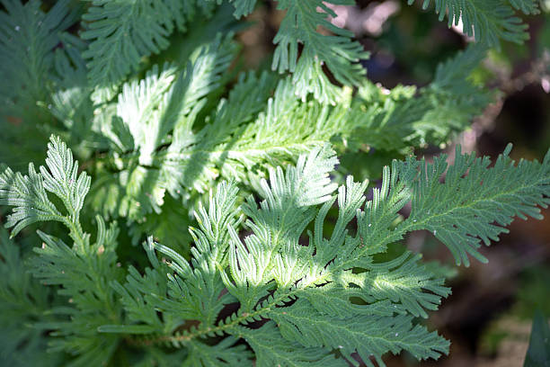 istock Vibrant green fern leaves and pine branches with a soft focus on a tree in the spring forest 2237055621