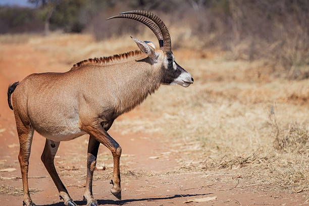 A Roan Antelope (Hippotragus equinus) stands on a reddish dirt track, with dry grass and sparse vegetation visible in the background. The animal is positioned side-on to the camera, showing its full body and curved horns. This photo was taken in South Africa.