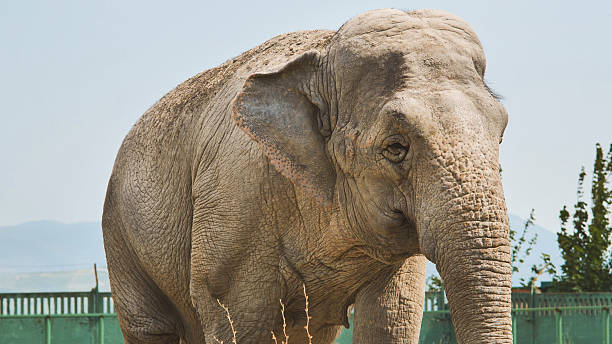 istock Large asian elephant standing in zoo enclosure during daytime 2237056144