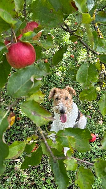 istock Wire Fox Terrier sitting under an apple tree in autumn orchard 2237056274