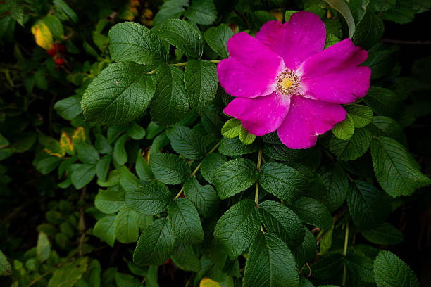 A vibrant pink flower stands out amongst a lush field of green foliage