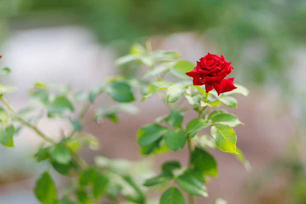 A beautiful rose blossoming under the gentle morning sun.