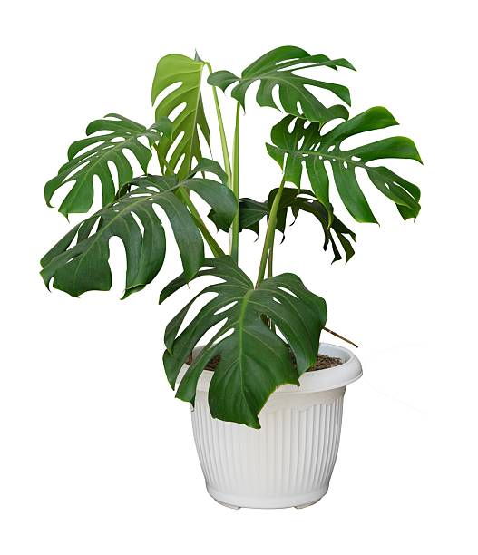 istock beautiful monstera plant in white pot isolated 2237058511
