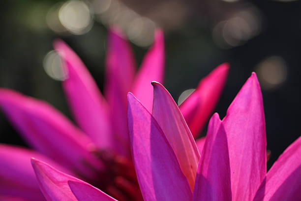 Stunning Bright Pink Flower Petals with Soft Bokeh Background