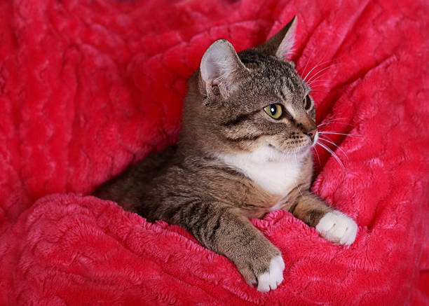 Adorable tabby kitten resting in human hands with red knitted sweater, concept pet love, comfort, care, human animal bond, cozy warmth, tenderness, furry friend.