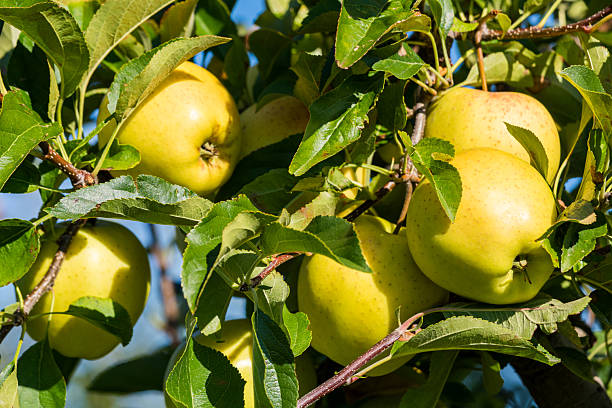 istock Quince - Organic fruit growing in the countryside 2237059422