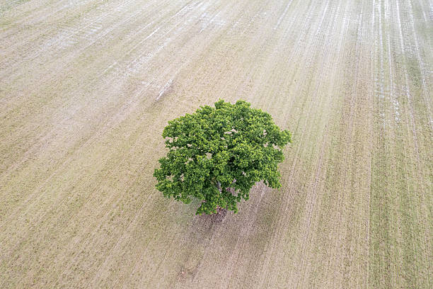 istock A single lonely tree in the middle of a vast empty field, Solitude Concept 2237059501