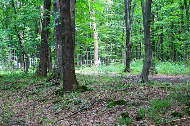 istock This photo shows a cozy forest glade, where old trees stand like sentinels, surrounded by dense greenery. Sunbeams break through the crowns, illuminating the grass and fallen leaves on the forest floor. 2237059658
