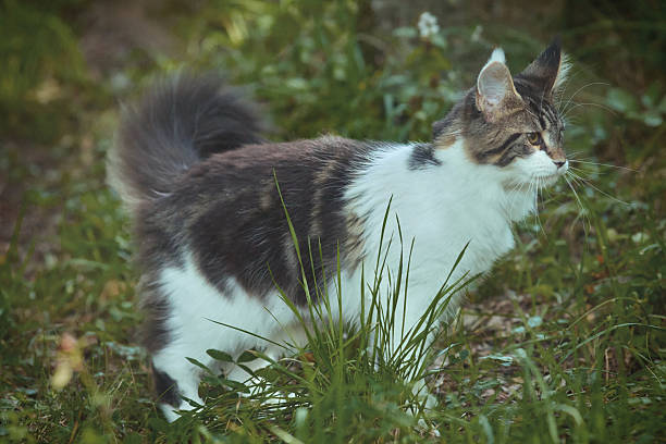 istock Maine Coon cat kitty in its living space in nature 2237059909