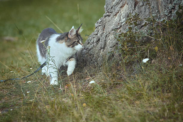 istock Maine Coon cat kitty in its living space in nature 2237060001