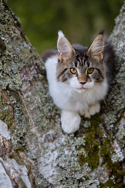 istock Maine Coon cat kitty in its living space in nature 2237060065