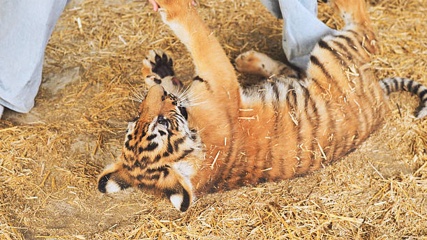 istock Playful tiger cub interacting with zookeeper in enclosure 2237061310