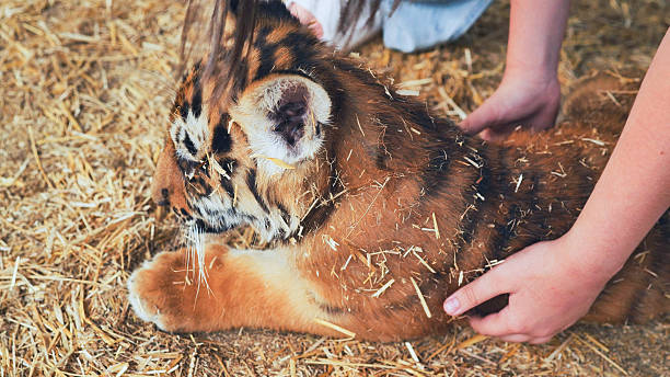 istock Zookeeper petting a beautiful tiger cub lying on straw 2237061452