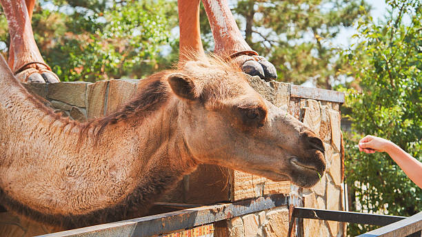 istock Camel eating grass from hand in zoo 2237063442