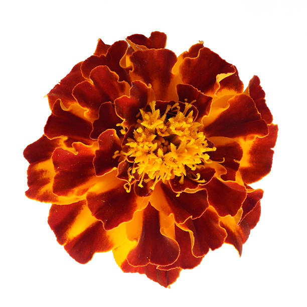 istock red and orange marigold on a white background close-up 2237064897