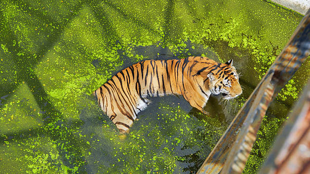 istock Siberian tiger lounging in algae covered zoo pond, cooling off during hot summer day 2237065681